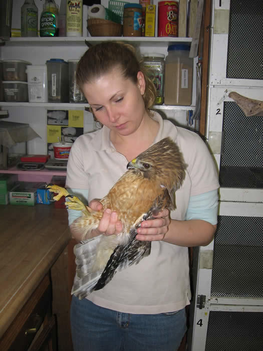 wildlife-rehabilitation-clinic-audubon-sharon