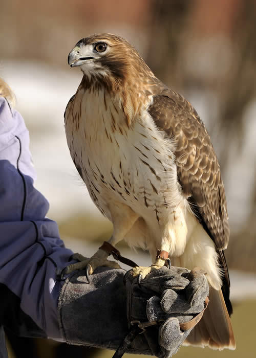 Red-tailed Hawk | Audubon Sharon