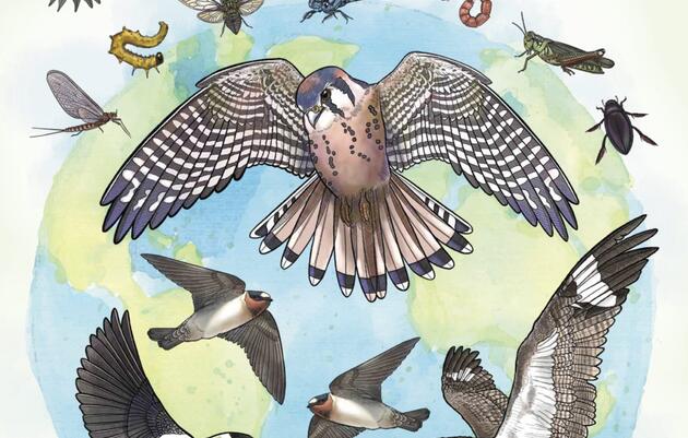 World Migratory Bird Day! 