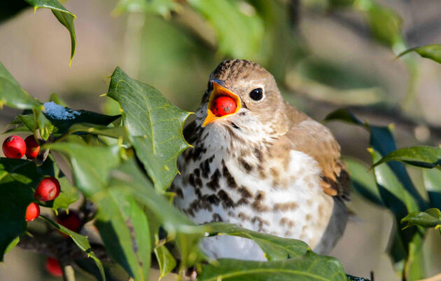 Landscaping with Natives: How to Foster Healthy Bird Populations and Ecosystems 