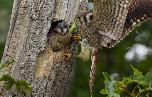 Policy Potluck: Neonicotinoids - the New DDT 