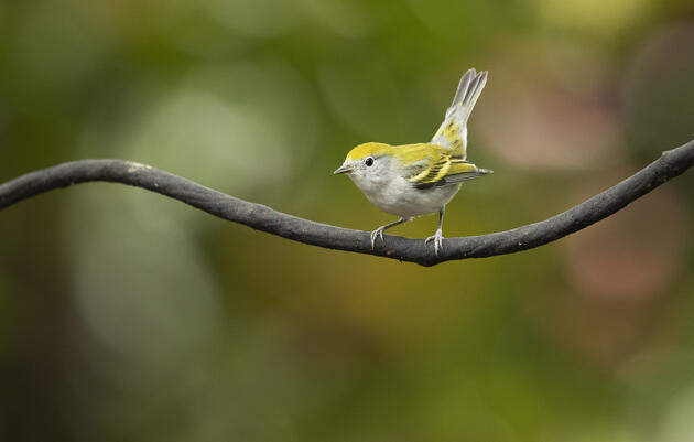 Fall Bird Tour (10/05/2024) 