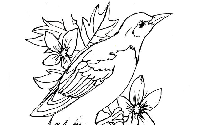 Baltimore Oriole Coloring Page