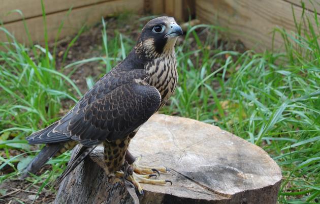 Peregrine Falcon 