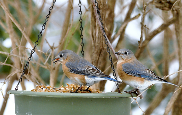 Keeping Your Feeder Birds Safe This Winter