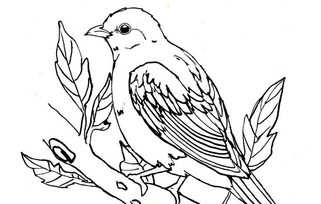 Scarlet Tanager Coloring Page