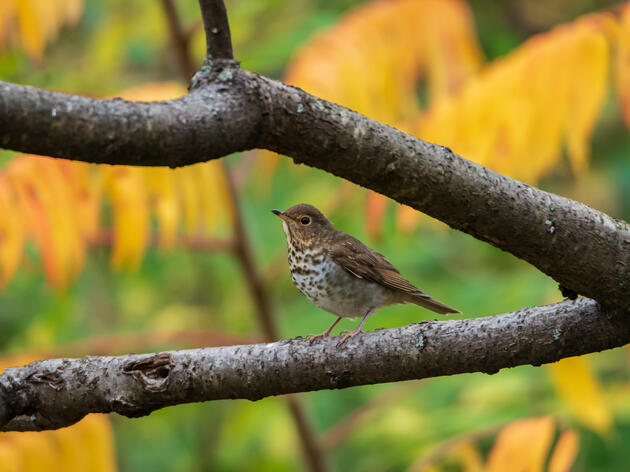 Following a Swainson's Thrush from Connecticut to Costa Rica