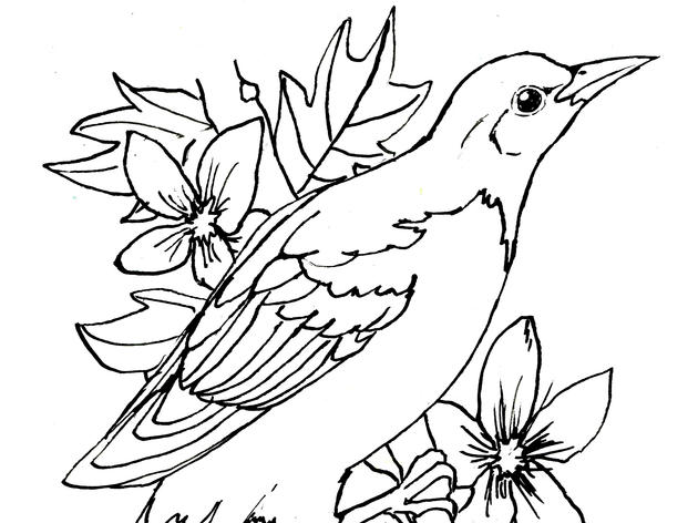 Baltimore Oriole Coloring Page