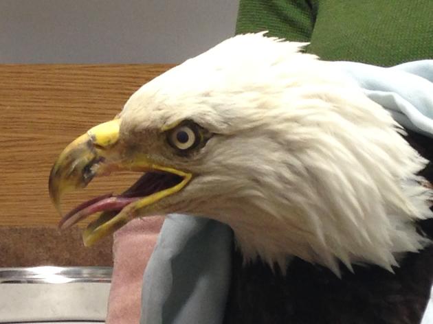 Critically Ill Bald Eagle Saved Thanks to Local Community Effort