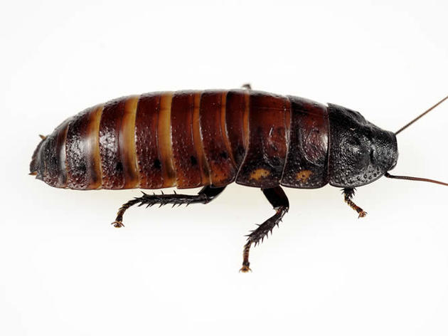 Madagascar Hissing Cockroach