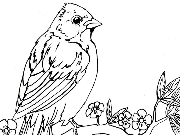Painted Bunting Coloring Page