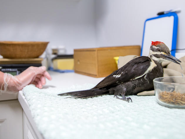 Found a sick or injured bird? Here's how you can help.