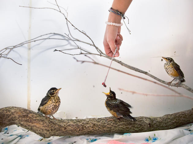 Behind the Scenes at Connecticut’s Biggest Baby Bird Nursery