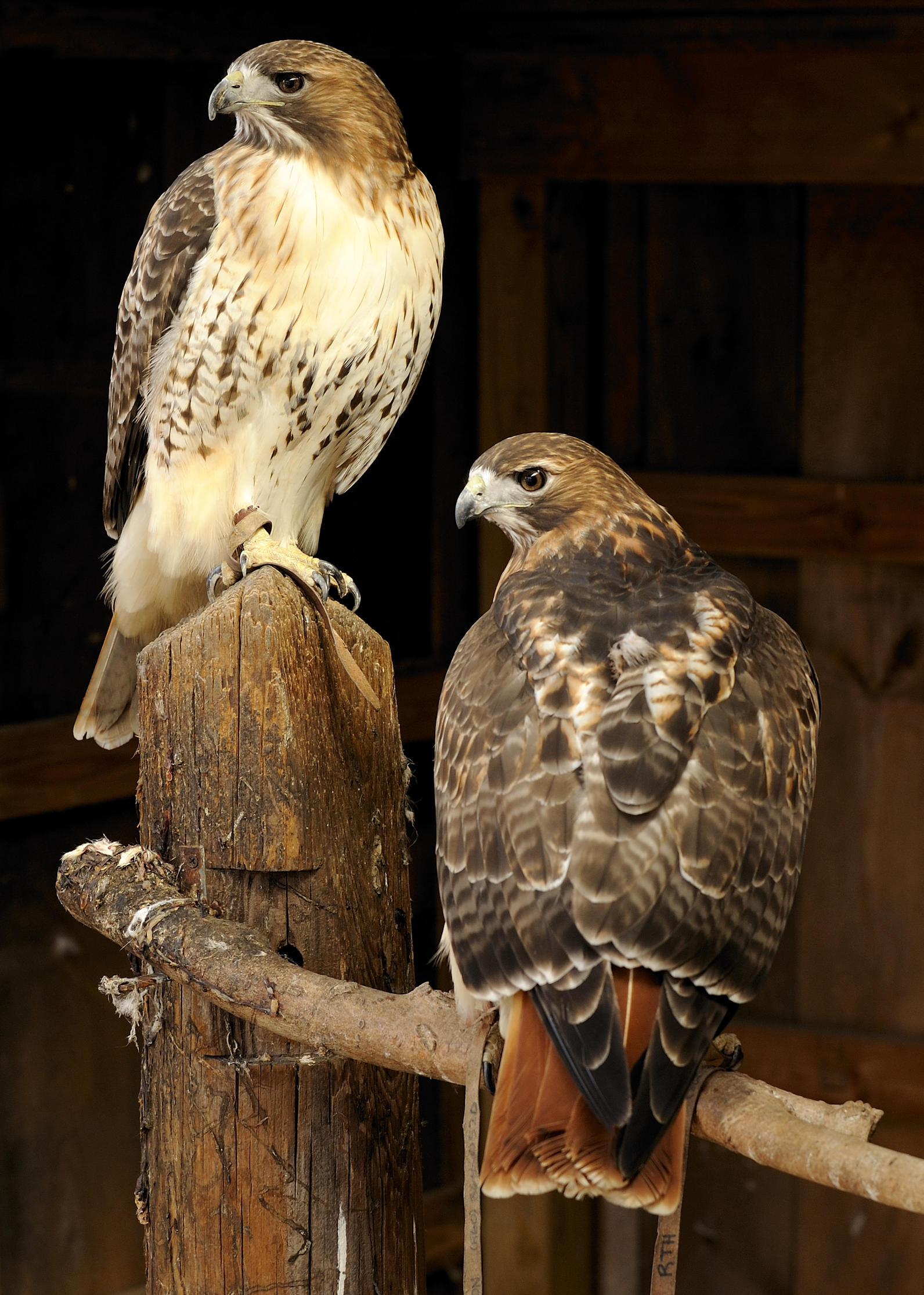 Red-tailed Hawk | Sharon Audubon Center