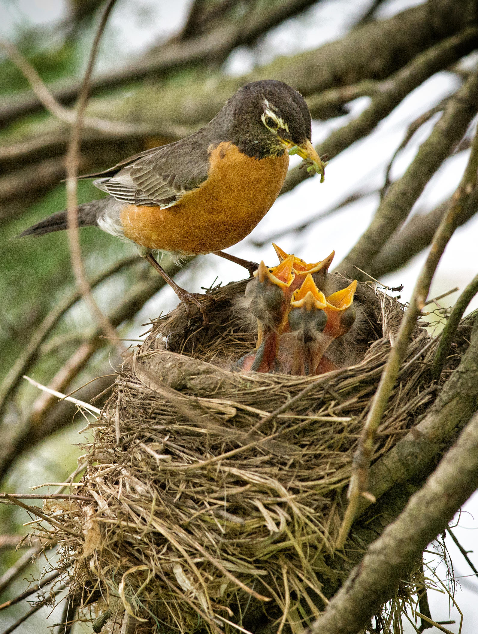 HOW AND WHEN TO TAKE A BABY BIRD UNDER YOUR WING - Wildlife Watch