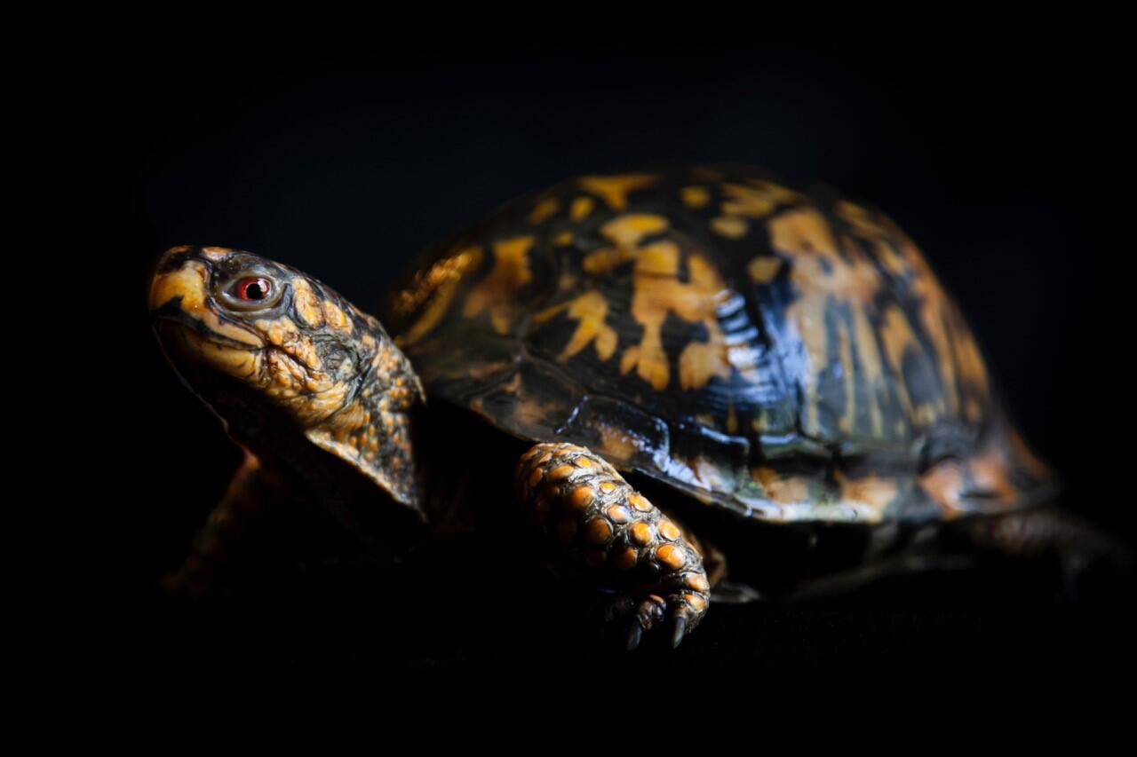 An Eastern Box Turtle standing on a dark background.