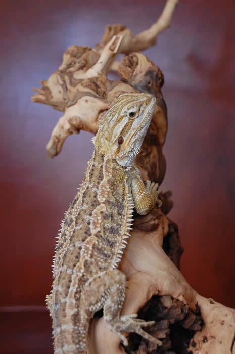 Bearded Dragon, Pogona vitticeps, Native to Australia