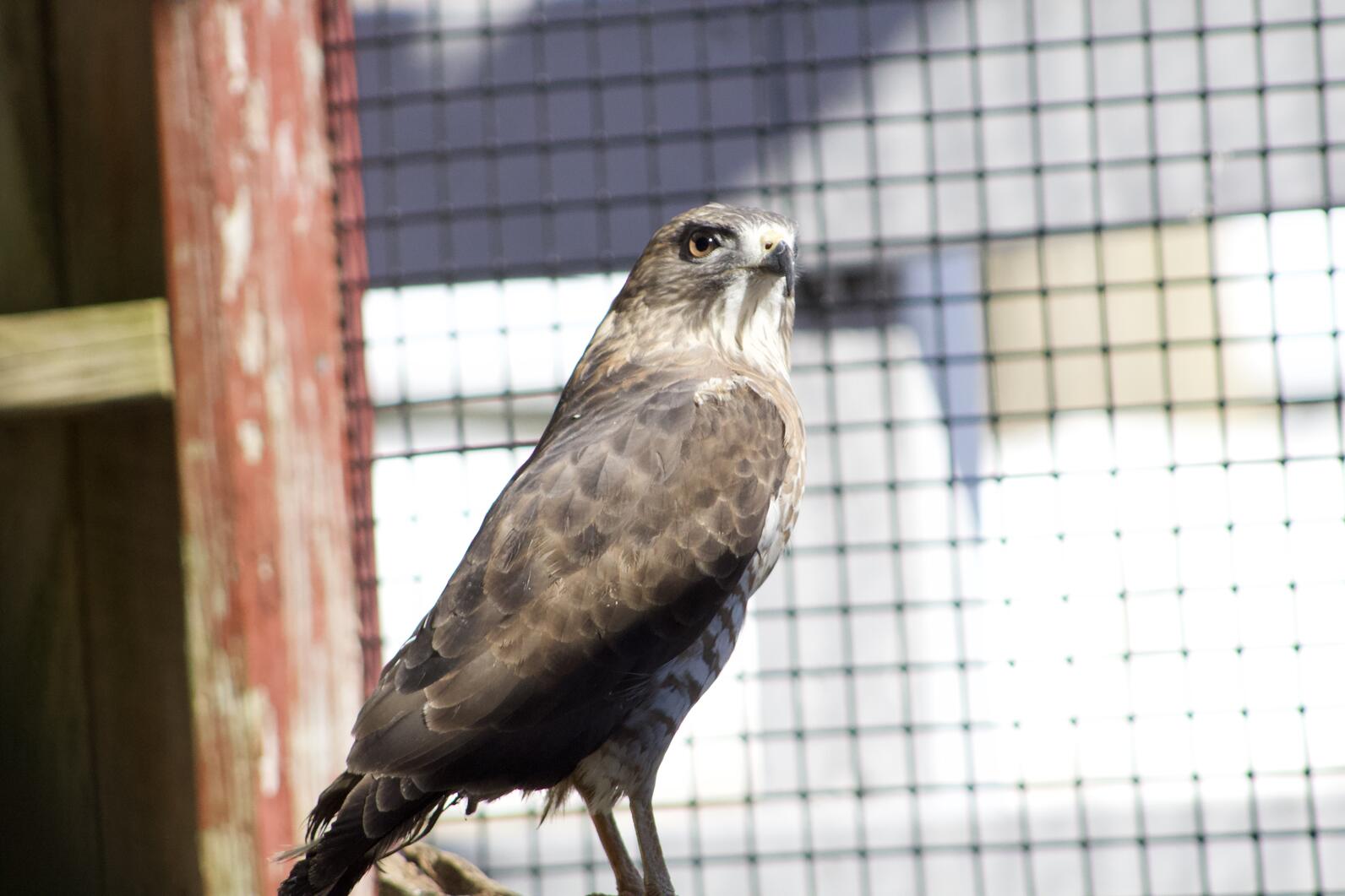 View of a Broad-winged Hawk from behind. He is looking up and towards the right of the viewer.
