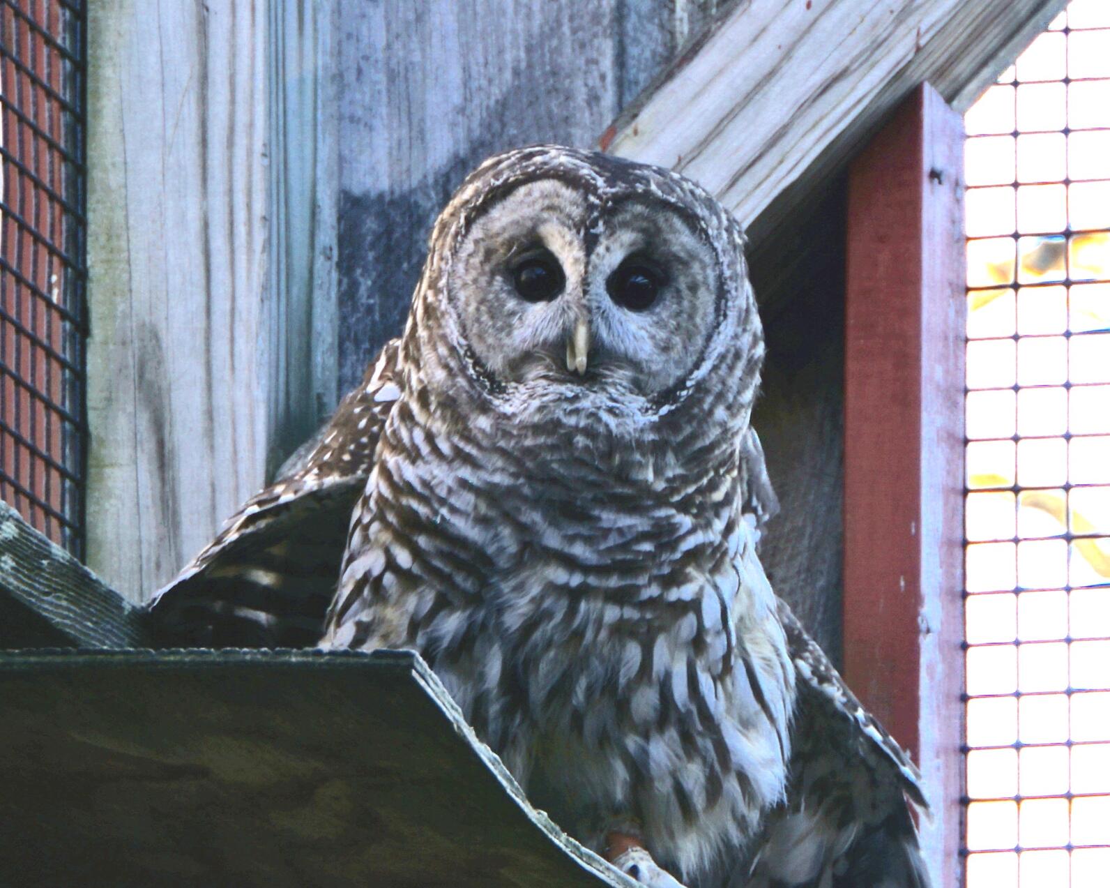Barred owl close up