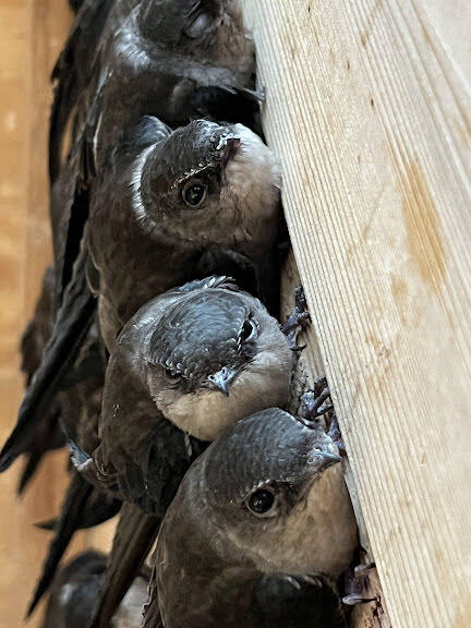 Four Chiimney Swifts lined up in a row, viewed from above as they cling to the side of a wooden structure.