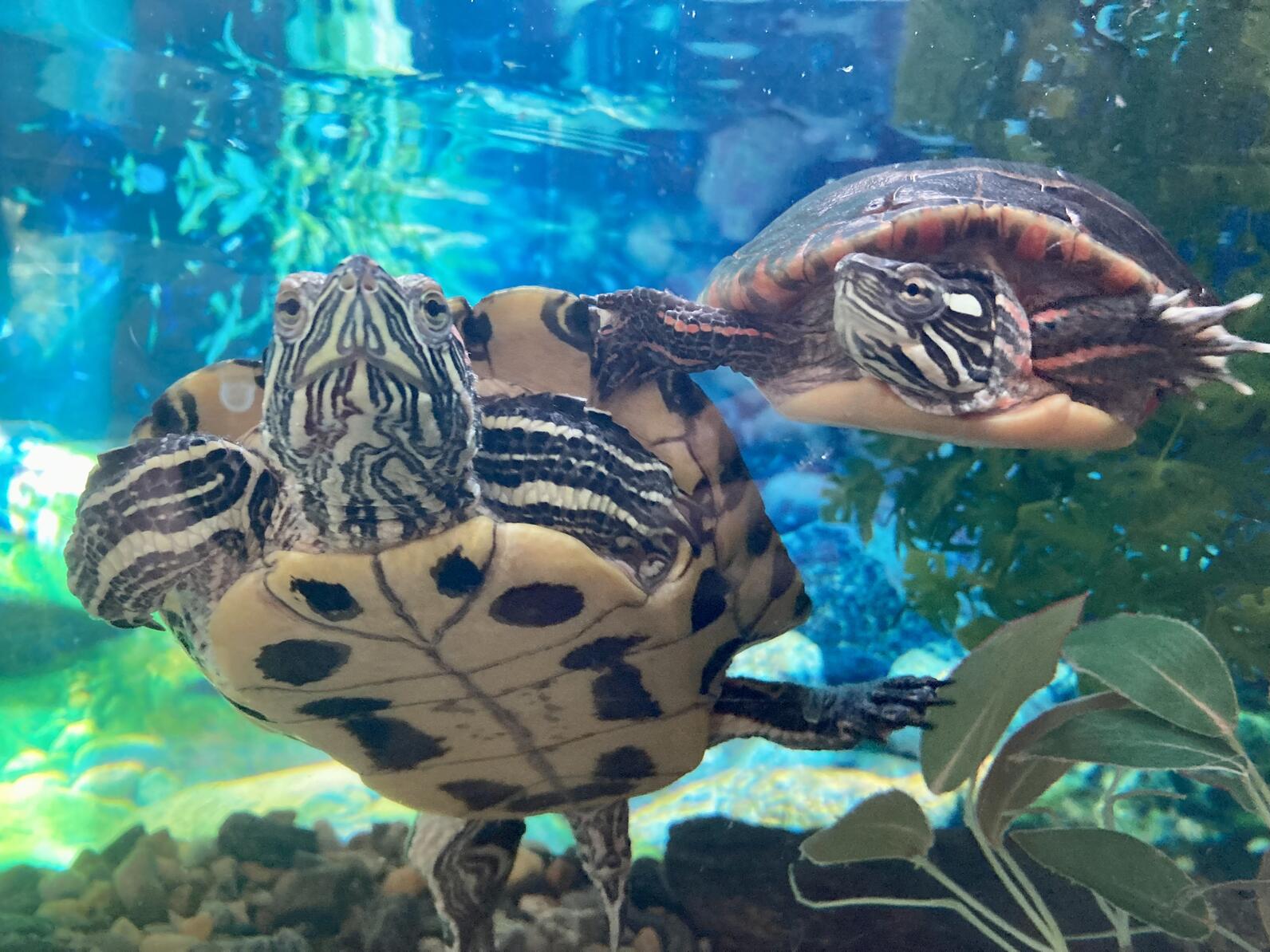 Eastern Painted Turtle and Red-eared Slider together in a tank 