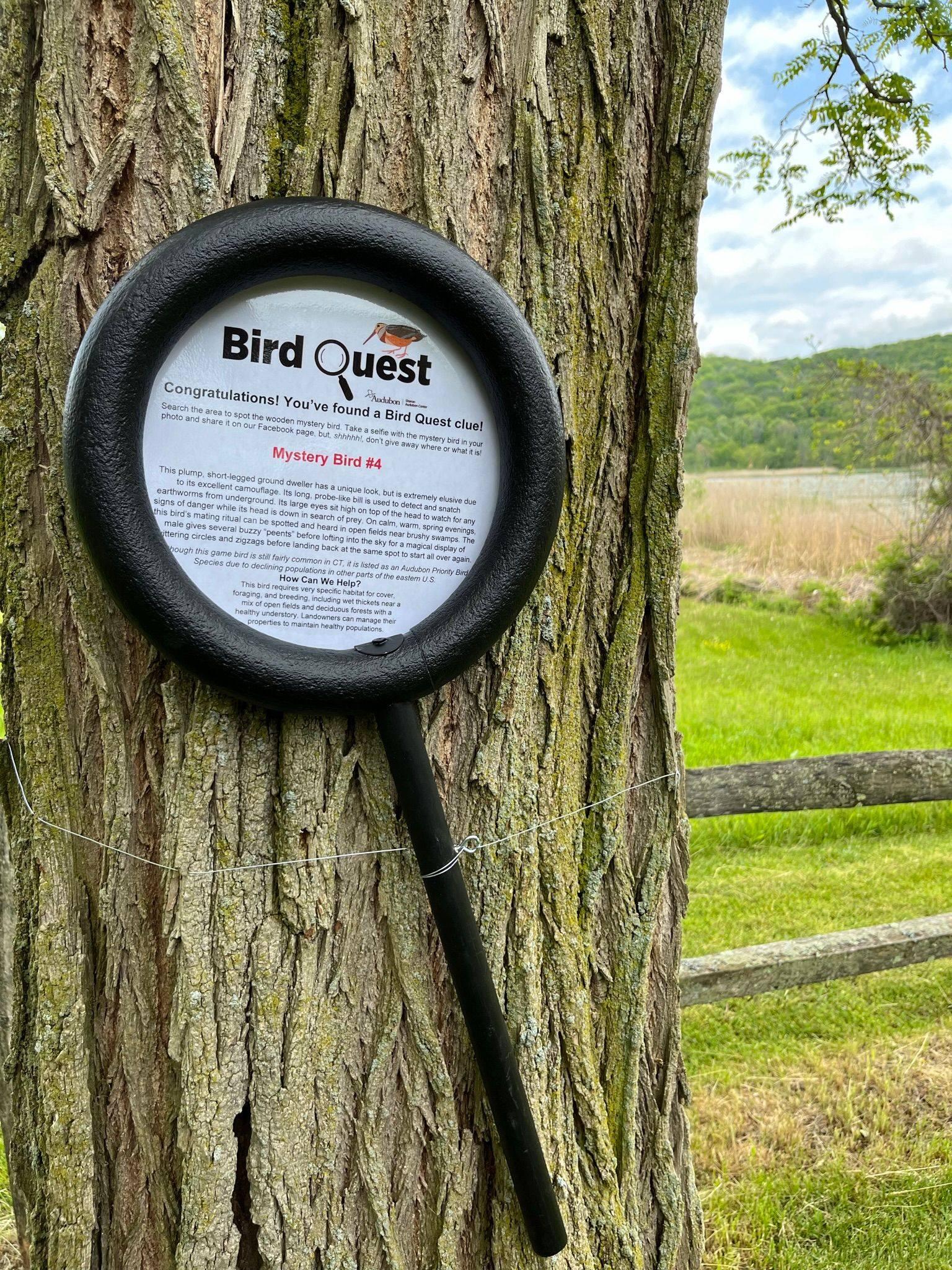 A large plastic "magnifying glass" attached to the side of the tree. Instead of a lens it has a piece of white paper with black text that contains facts about a mystery bird.