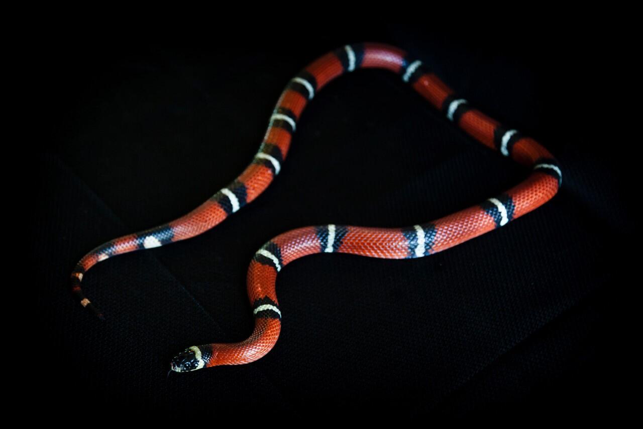 A striped red, black, and white snake on a black background. His body is curved into a shape similar to an open vase, with his head and tail in line with each other. 
