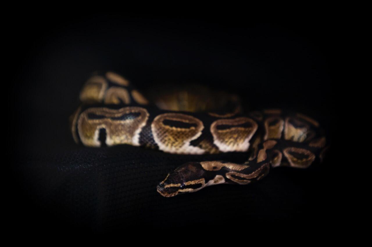 A Ball Python curled up on a dark background