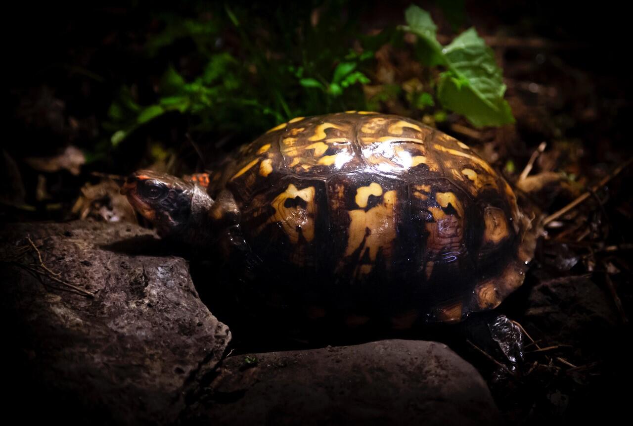 An Eastern Box Turtle standing in his enclosure. His shell is dark with orangey-yellow blotches.