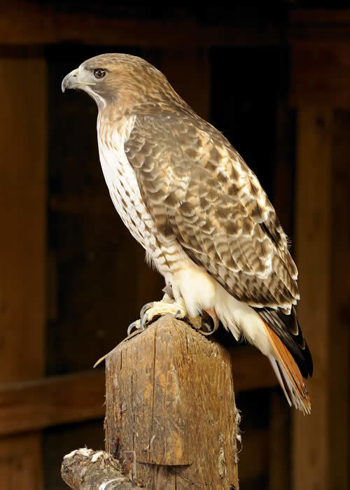 Red-tailed Hawk | Sharon Audubon Center