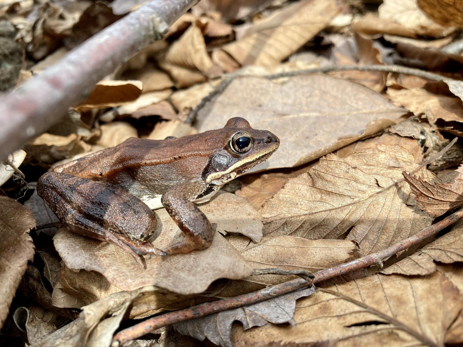 Wood frog in leaves