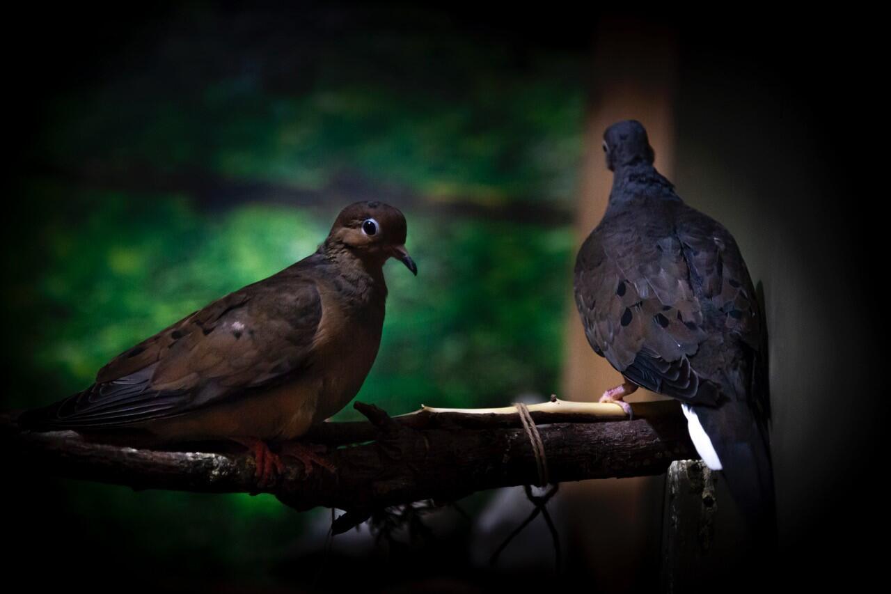Two Mourning Doves 