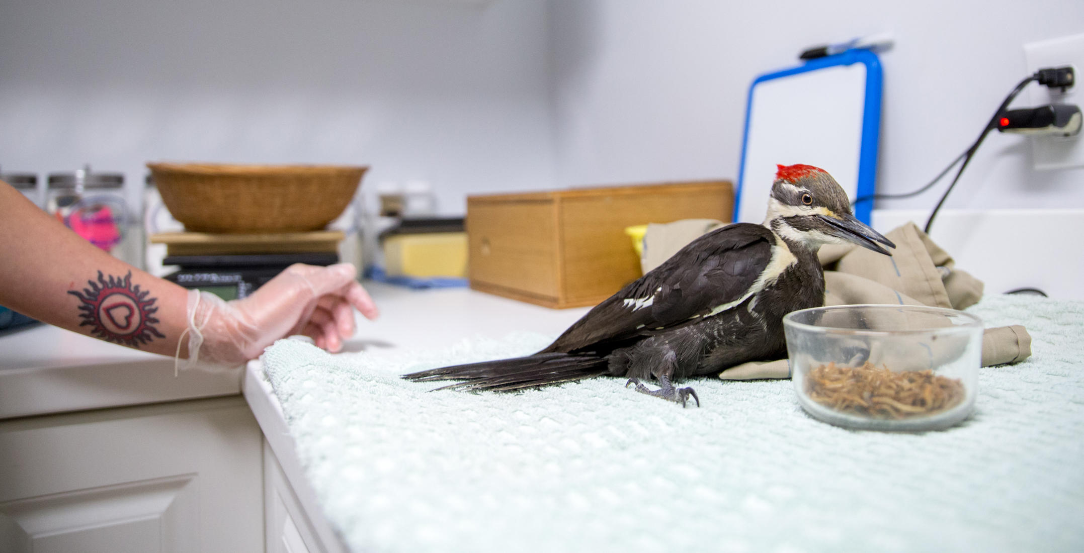 Injured bird rescue sales near me