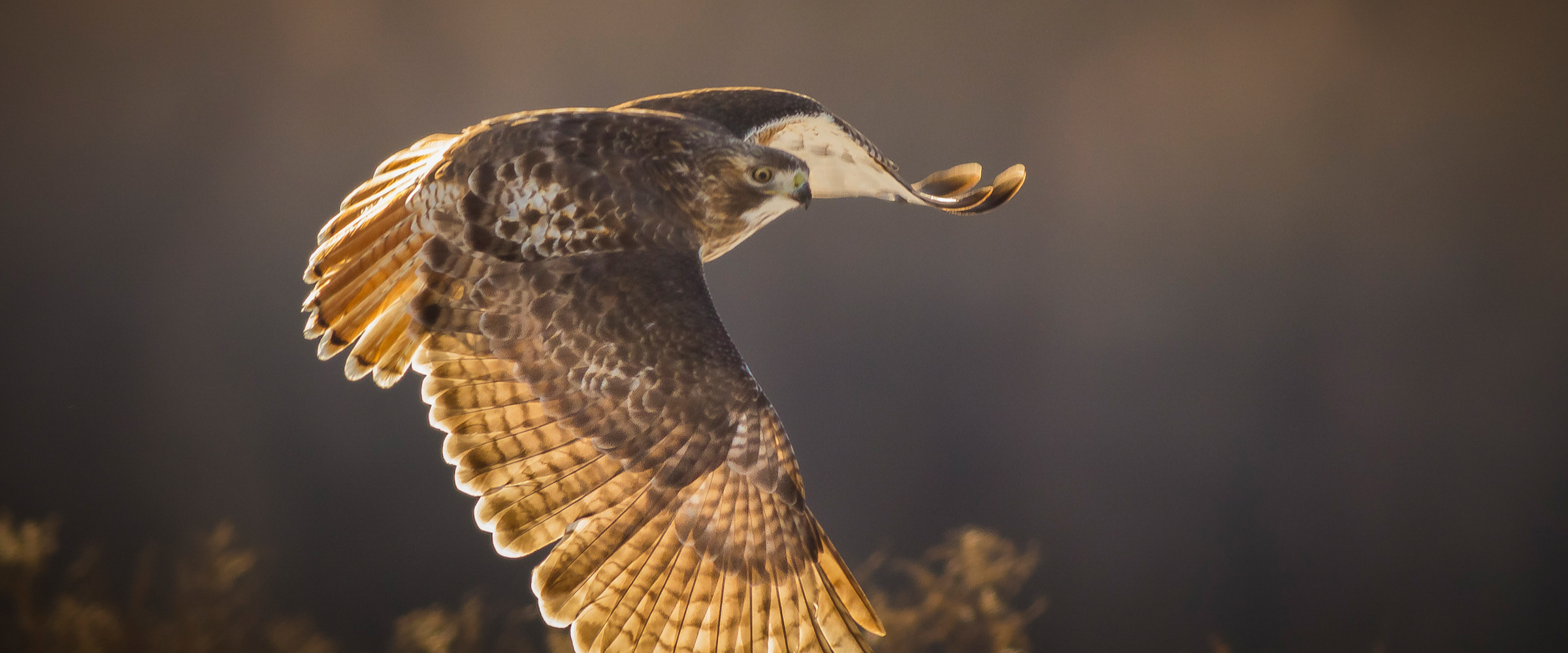 A Red-tailed Hawk in flight, wings down as it flaps. The sunlight gives it a golden glow.
