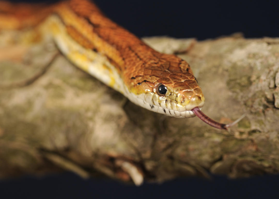 Corn Snake | Audubon Sharon