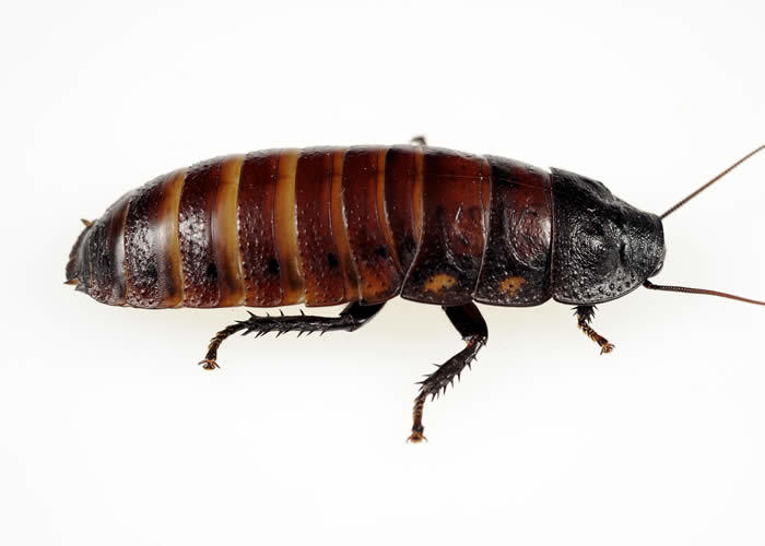 Madagascar Hissing Cockroach | Sharon Audubon Center