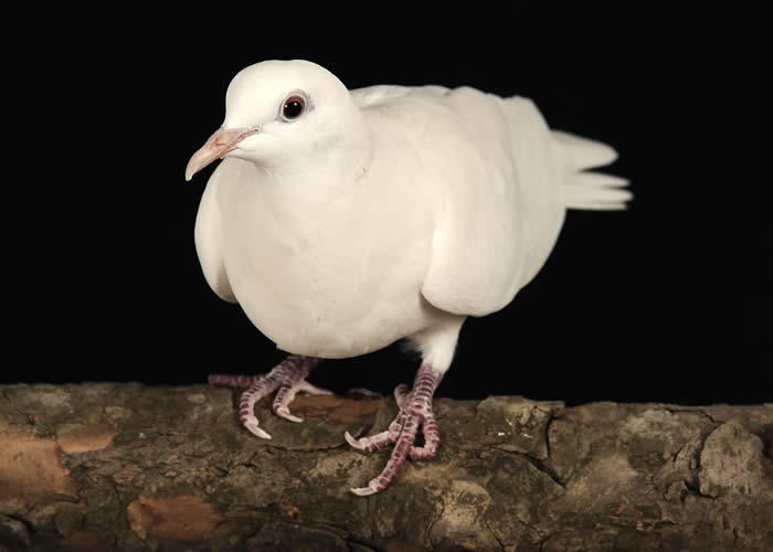 Ring-necked Dove - eBird