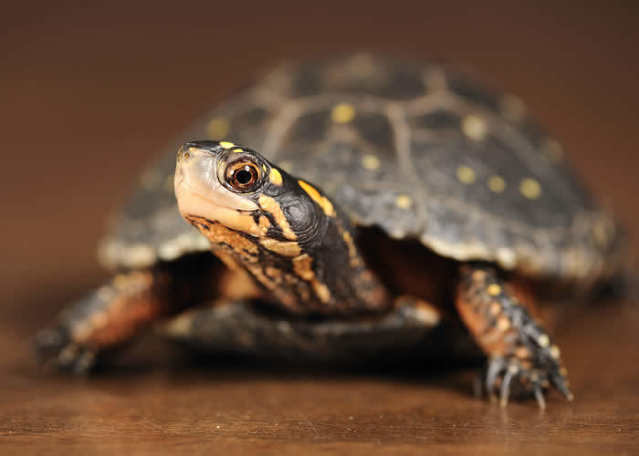Spotted Turtle | Sharon Audubon Center