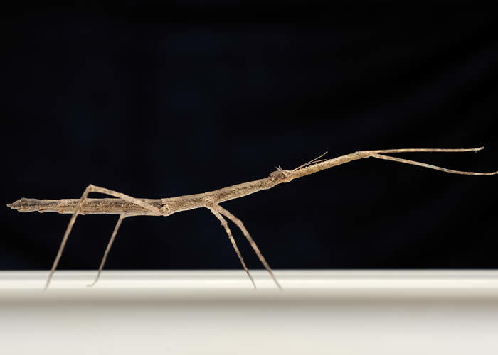 Animals of the Forest Walking Stick