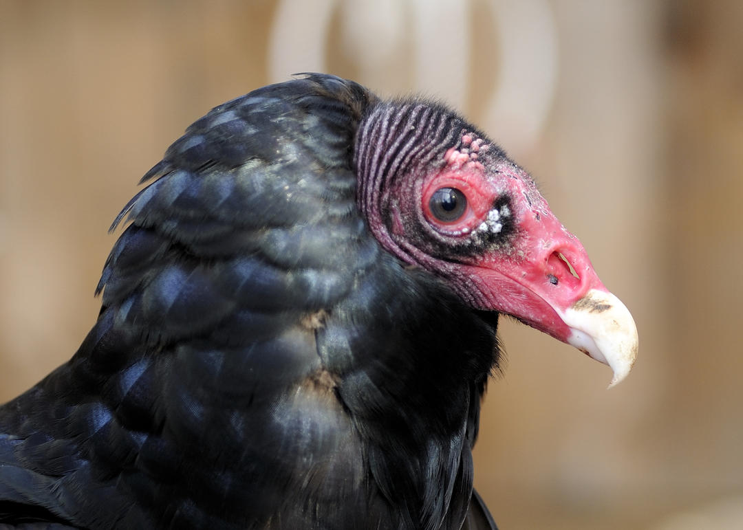 Turkey Vulture | Audubon Sharon