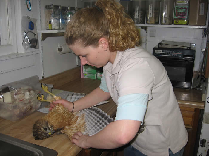 Wildlife Rehabilitation Clinic | Audubon Sharon