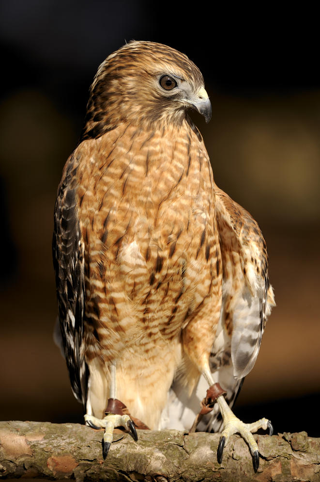 Red-shouldered Hawk | Audubon Sharon